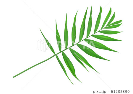 Green leaves of palm tree isolated on white background with clipping path Green leaves of palm tree isolated on white background with clipping path 61202390
