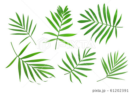 Green leaves of palm tree isolated on white background with clipping path Green leaves of palm tree isolated on white background with clipping path 61202391