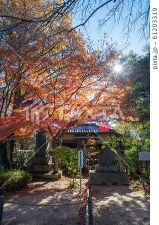 中院の紅葉 埼玉県川越市 中院の紅葉 埼玉県川越市 61203319
