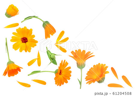 Calendula. Marigold flower isolated on white background with copy space for your text. Top view. Flat lay pattern 61204508