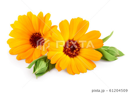Calendula. Marigold flower with leaves isolated on white background 61204509
