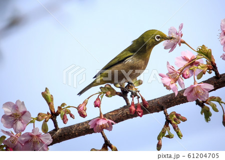 メジロと桜 メジロと桜 61204705