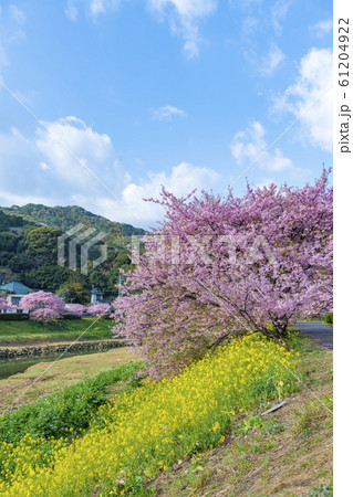 【河津桜　南伊豆町】 61204922