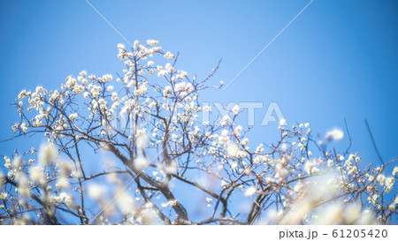 梅の花 白梅 梅の花 白梅 61205420