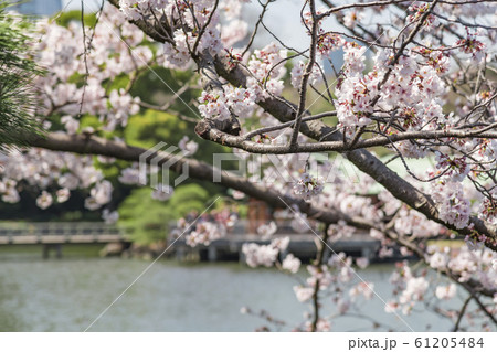 【浜離宮恩賜公園　染井吉野】 61205484