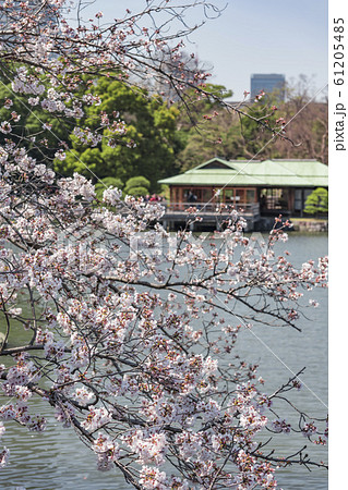 【浜離宮恩賜公園　染井吉野】 61205485
