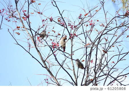 里塚にやってきたレンジャク 61205808