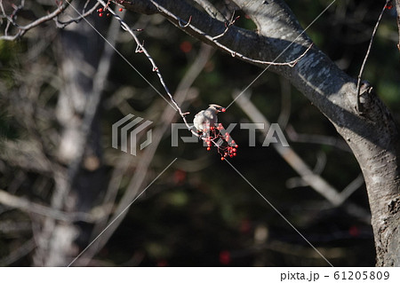 里塚にやってきたレンジャク 61205809