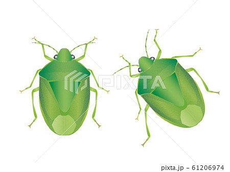 ツヤアオカメムシ ツヤアオカメムシ 61206974