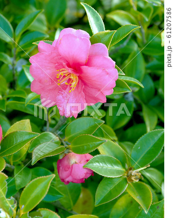 美しいサザンカ（山茶花）(自然質感) 61207586