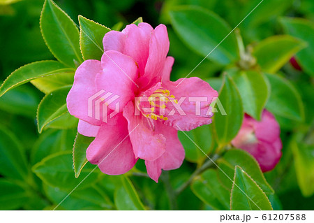 美しいサザンカ(山茶花)(自然質感) 美しいサザンカ(山茶花)(自然質感) 61207588