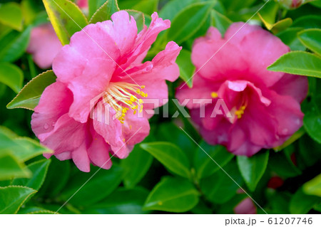 美しいサザンカ(山茶花)(自然質感) 美しいサザンカ(山茶花)(自然質感) 61207746