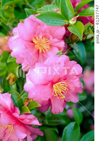 美しいサザンカ(山茶花)(自然質感) 美しいサザンカ(山茶花)(自然質感) 61207747