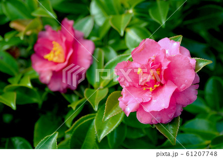 美しいサザンカ(山茶花)(自然質感) 美しいサザンカ(山茶花)(自然質感) 61207748