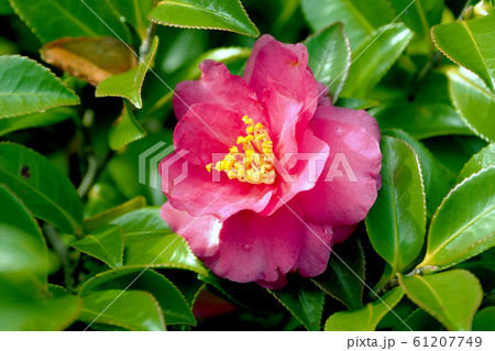 美しいサザンカ（山茶花）(自然質感) 61207749