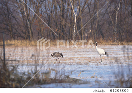 タンチョウに混ざる珍しいクロヅル（北海道） 61208306