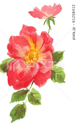 rose20109pix7 rose20109pix7 61208415