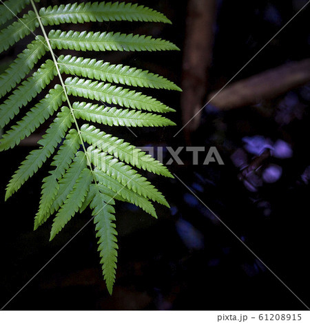 Fern leaf with sunlight 61208915