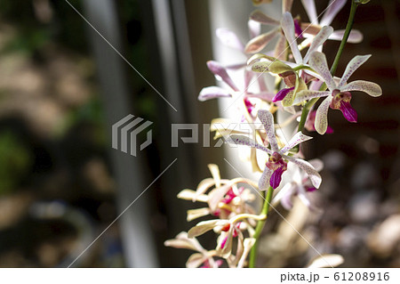 Orchid decor at home Orchid decor at home 61208916