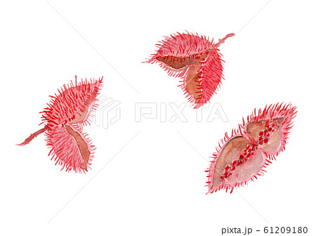 Bixa orellana ベニノキ 61209180