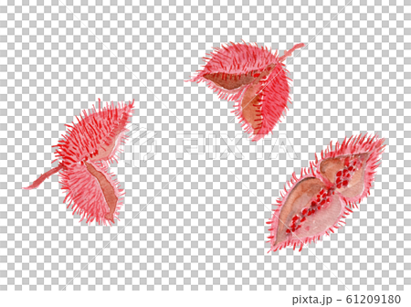 Bixa orellana ベニノキ 61209180