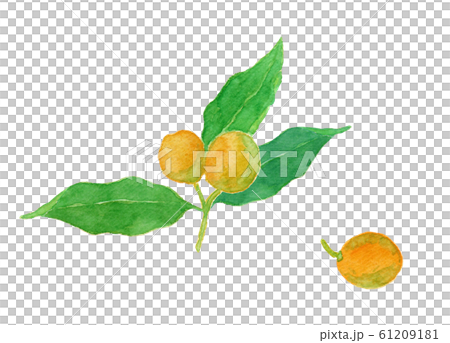 Fortunella キンカン Fortunella キンカン 61209181