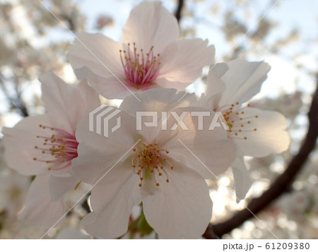 桜クローズアップ 61209380