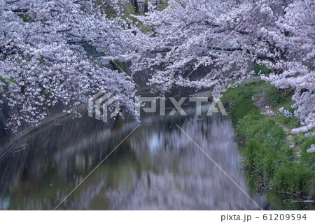 佐保川堤の桜 61209594