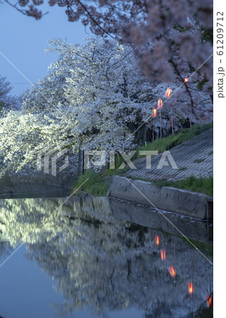 佐保川の夜桜 佐保川の夜桜 61209712