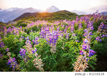 Mountains meadow 61210216