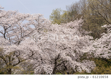 桜 61210658
