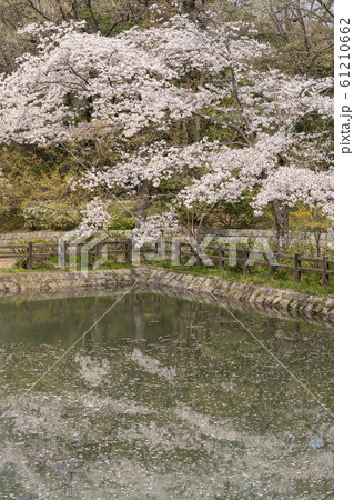 桜と池 61210662