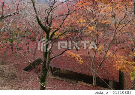 笠置山もみじ公園 笠置山もみじ公園 61210882
