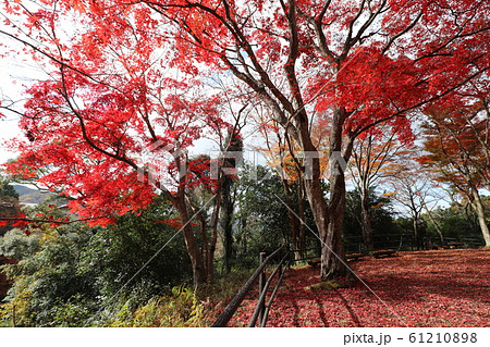 笠置山もみじ公園の写真素材