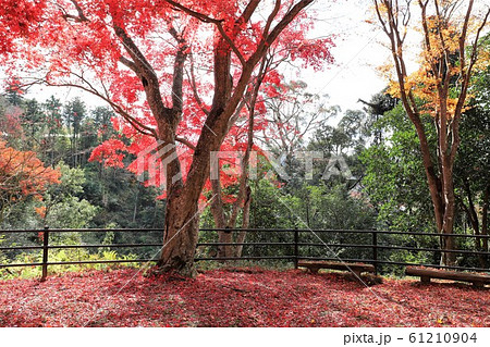 笠置山もみじ公園 笠置山もみじ公園 61210904