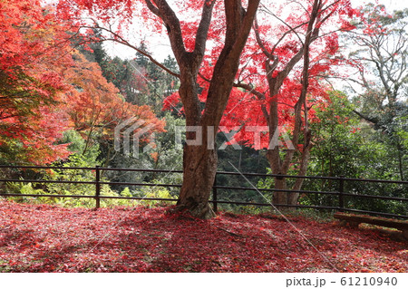 笠置山もみじ公園 61210940
