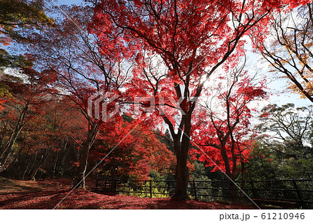 笠置山もみじ公園 笠置山もみじ公園 61210946