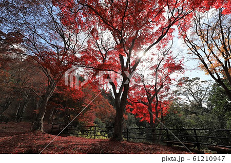 笠置山もみじ公園 笠置山もみじ公園 61210947