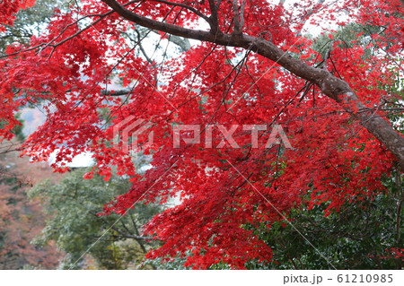 笠置山もみじ公園 笠置山もみじ公園 61210985