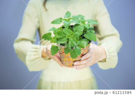 ペパーミントの鉢植えを持つ女性 ペパーミントの鉢植えを持つ女性 61211584