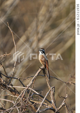 ホオジロ（雄） 61211936