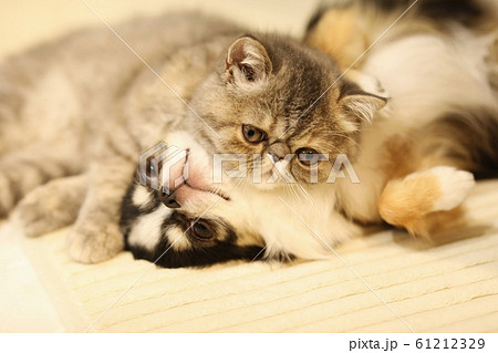 チワワとエキゾチックショートヘア 61212329