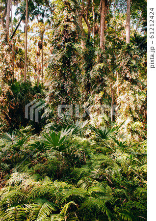 Taraw palm (Livistona saribus) and lush green tropical forest 61212424