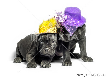 couple of little puppy of breed canecorso in funny hats on a white background in isolation closeup couple of little puppy of breed canecorso in funny hats on a white background in isolation closeup 61212540
