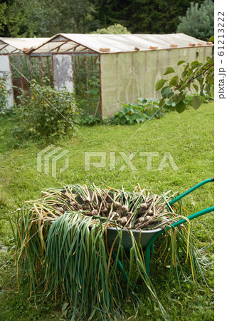 Garlic freshly dug out from the earth drying in wheelbarrow on the personal plot Garlic freshly dug out from the earth drying in wheelbarrow on the personal plot 61213222