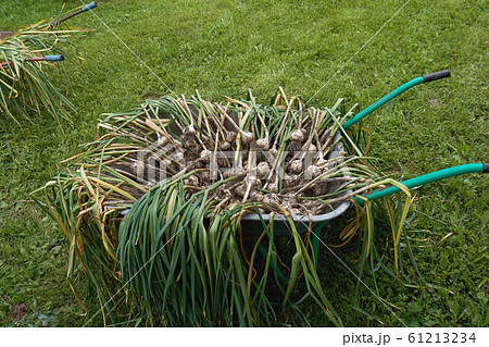 Ripe garlic freshly dug out from the earth drying in wheelbarrow outdoors Ripe garlic freshly dug out from the earth drying in wheelbarrow outdoors 61213234