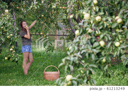 Teenage girl eats an apple just plucked up from an apple tree branch in garden 61213249