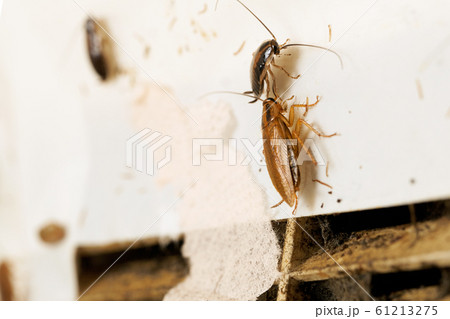 Red cockroaches sitting near a ventilation grille in the kitchen 61213275