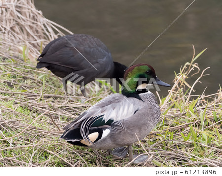ヨシガモ ヨシガモ 61213896