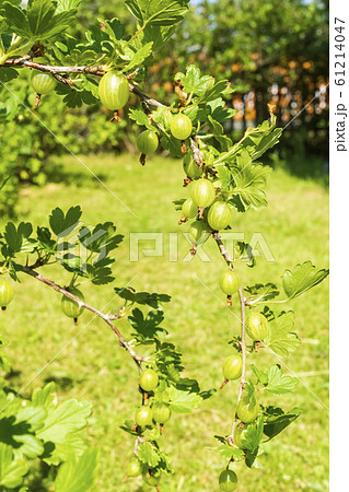 Gooseberries in garden on hot summer day, vertical format 61214047